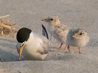 Least Tern with babies 4.jpg