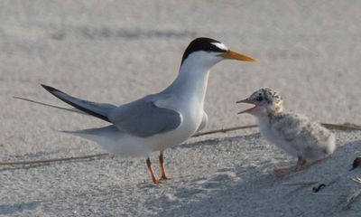 Least Tern chick cries for a fish to mom.jpg