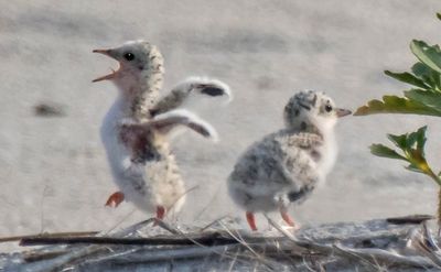 Least Tern chicks, one yells and runs.jpg