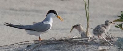 Least Tern chick got fish from dad.jpg