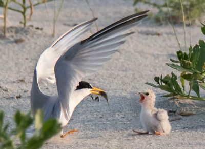 Least Tern landing wth fish for chick.jpg