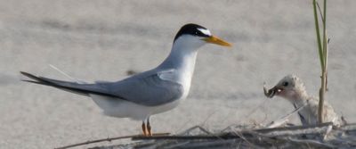 Least Tern chick with fish from dad.jpg