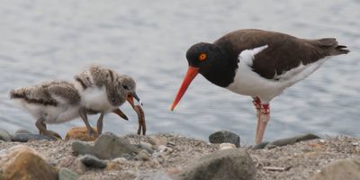 Oystercatcher baby with worm as mom watches