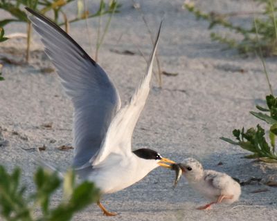 Least Tern chick grabbing fish from dad.jpg