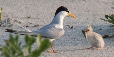 Least Tern chick holds fish, dad watches.jpg