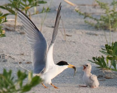 Least Tern has fish for begging chick.jpg