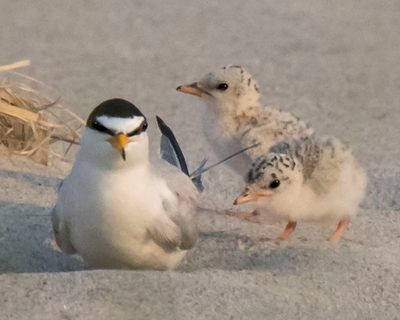 Least Tern with 2 chicks close 3.jpg