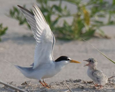 Least Tern greets chick without fish.jpg