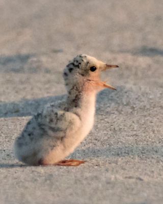 Least Tern chick yelling.jpg