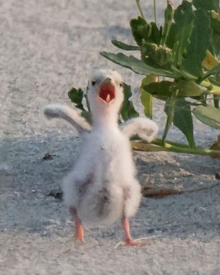 Least Tern chick excited for food 3.jpg