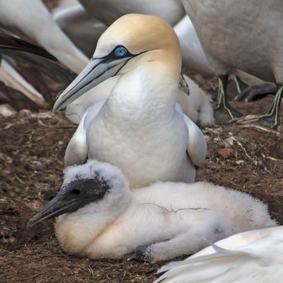 Gannet mom poses with chick.jpg