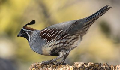 Gambel's Quail poses on seed cake.jpg
