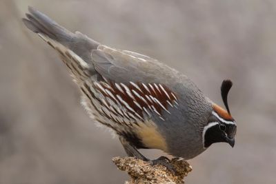 Gambel's Quail on seed cake 3.jpg