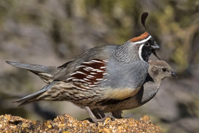 Gambel's Quail pair on seed cake.jpg