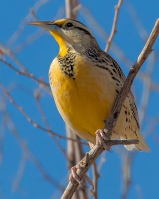 Meadowlark poses on tree.jpg