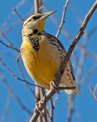 Western Meadowlark on tree.jpg