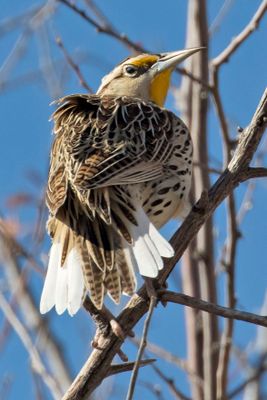 Meadowlark stretches on tree, back view.jpg