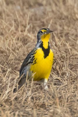 Meadowlark in field 2.jpg