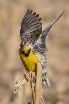 Meadowlark about to take off.jpg