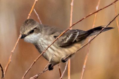 Female Vermilion Flycatcher in NM.jpg