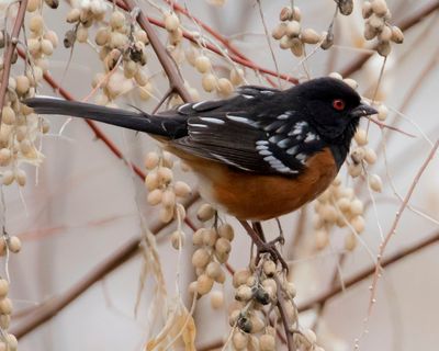 Spotted Towhee.jpg