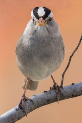 White-crowned Sparrow looks forward.jpg