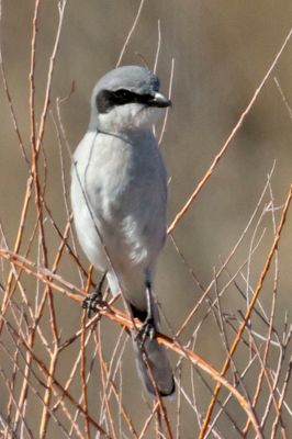 Loggerhead Shrike.jpg