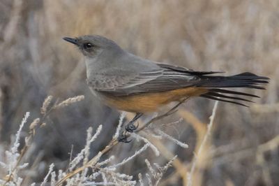 Say's Phoebe.jpg
