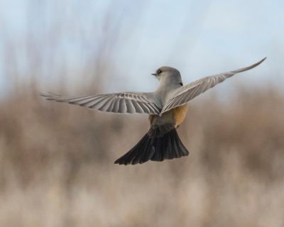 Say's Phoebe hovers from the back.jpg