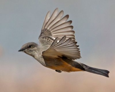 Say's Phoebe hovering.jpg