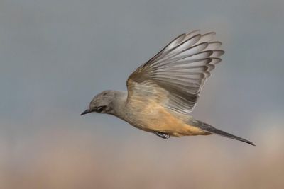 Say's Phoebe hovers 3.jpg