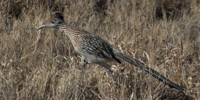 Road Runner stalking 2.jpg