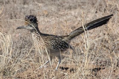 Road Runner hunting.jpg