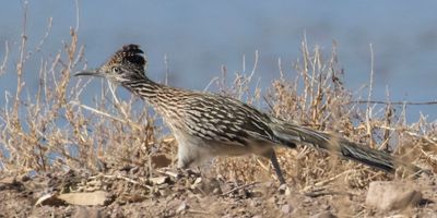 Road Runner running 2.jpg