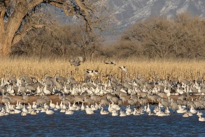 Snow Geese and cranes vs background.jpg