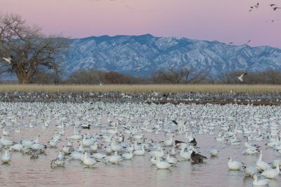 Snow geese fill pond, cranes behind.jpg