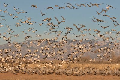 Snow Geese and cranes flush.jpg
