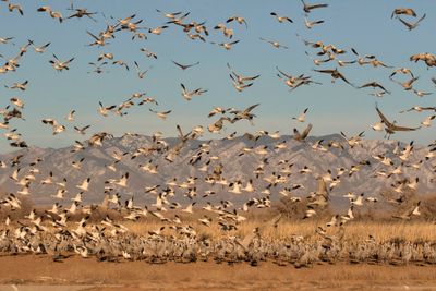 Snow Geese and cranes flush 2.jpg