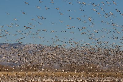 Snow geese flush over cranes and geese.jpg
