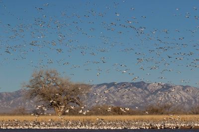 Snow geese fly over cranes and geese 2.jpg