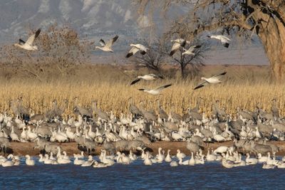 Snow geese fly over geese and cranes 3.jpg