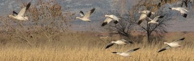 Snow geese fly over grass closer.jpg