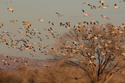 Snow Geese flying by tree at dusk.jpg