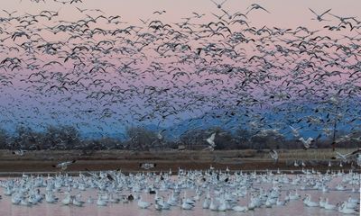 Snow Geese in pond, flush at sunset.jpg