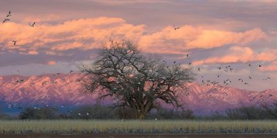 Snow Geese flying, cranes, tree at sunset.jpg