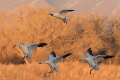 Snow Geese, four landing in sunset light.jpg