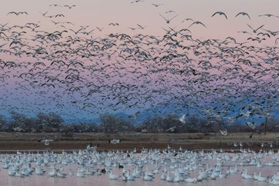 Snow Geese flush and in pond.jpg