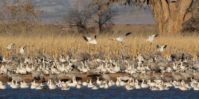 Snow geese land with geese and cranes.jpg