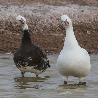 Snow and Blue Goose tilt heads.jpg