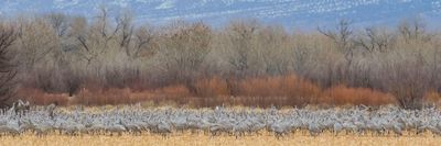 Sandhill Cranes and scenery.jpg
